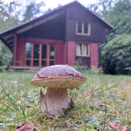 Chata Oliva Villa Planá nad Lužnicí Exterior foto